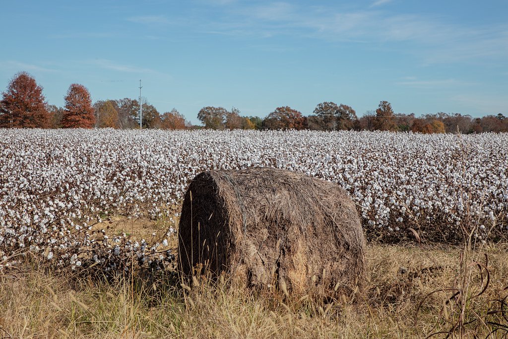 A cotton field with a hay roll near Stantonville, in West Tennessee